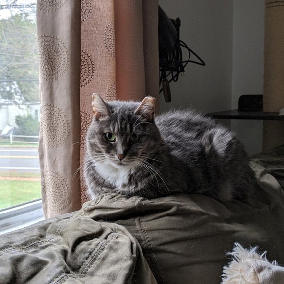 All Proceeds Go To Help Rescued Animals - Picture 1 of 1